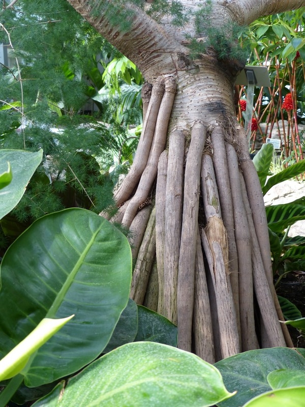 Faaxaal Photos nature gratuites et libres de droits Pandanus utilis