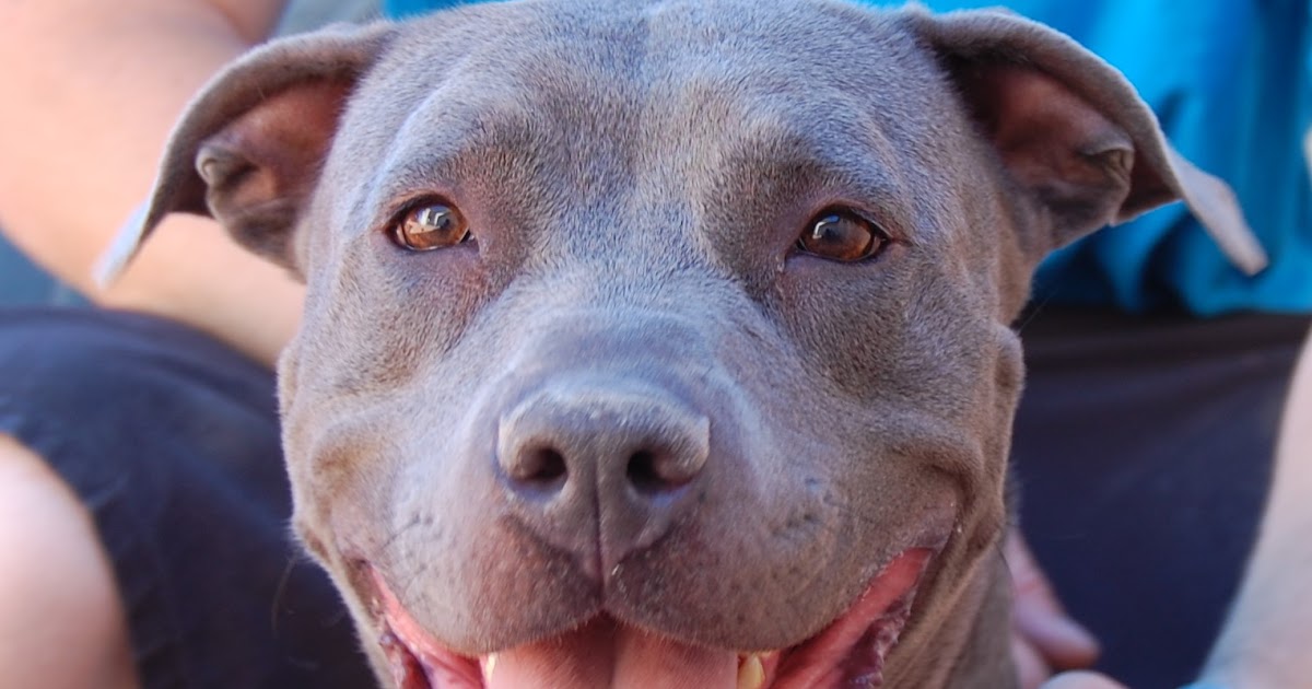 Nevada SPCA Animal Rescue: Victoria
