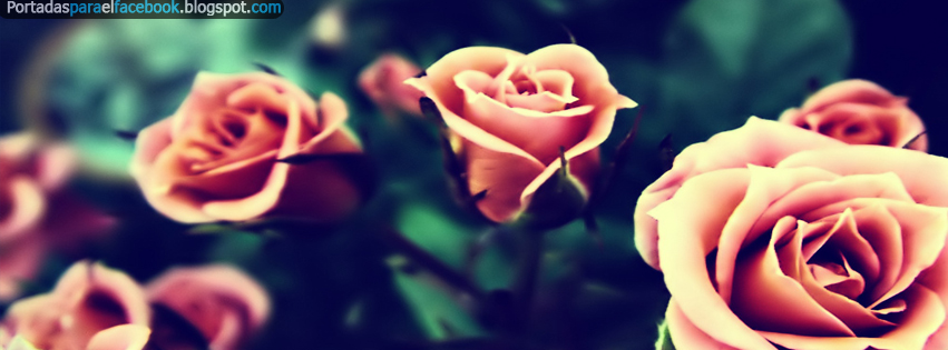 Fotos de rosas para portada de FaceBook - Imagui