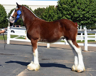 clydesdale, clydesdale stallion, clydesdale for sale, clydesdale breeding, Budweiser