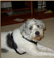 Aspca Dog Breed Quiz Aspca Dog Breed Quiz
