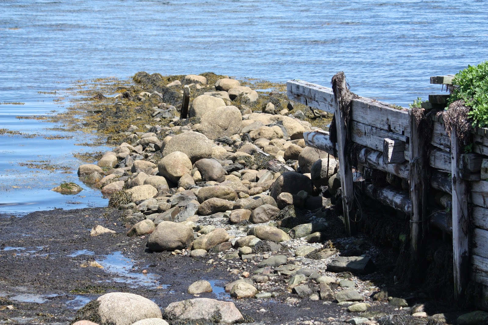 Carol Steel Big Tancook Island, Nova Scotia