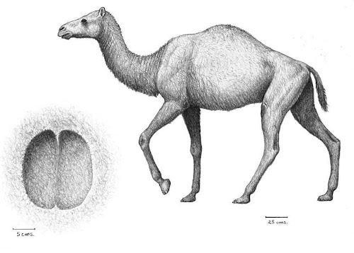 Camelidae fosil Paracamelus