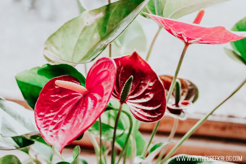 Ace of Hearts Anthurium + Plant Care Guide