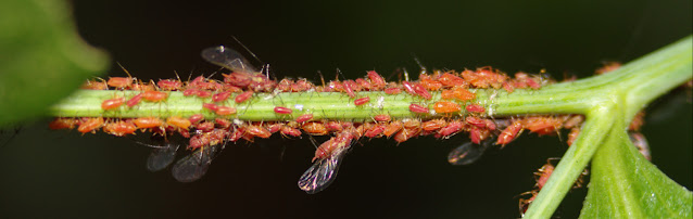 Narrow green stem covered in numerous red aphids. Some have wings, most don't.