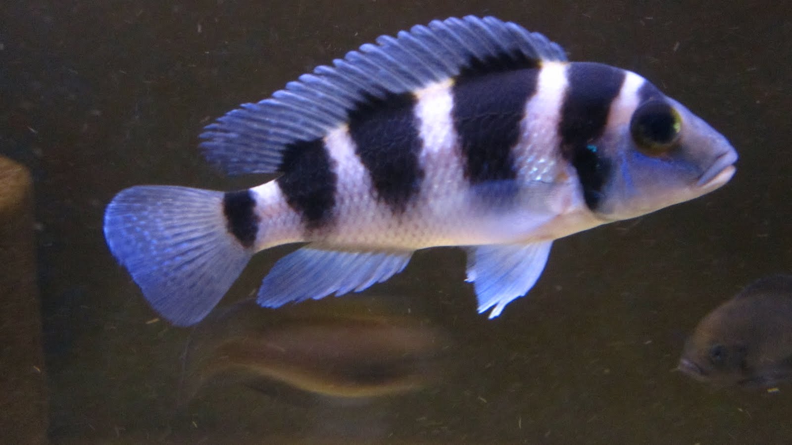 mal/tang fish: Neolamprologus tretocephalus