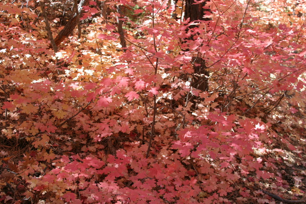 Mountain Gardens Blog: Autumn Leaves & the Native Big Tooth Maple