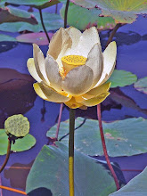 Nelumbo lutea-American Lotus