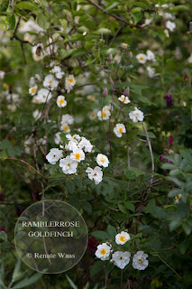 Ramblerrosen im Garten