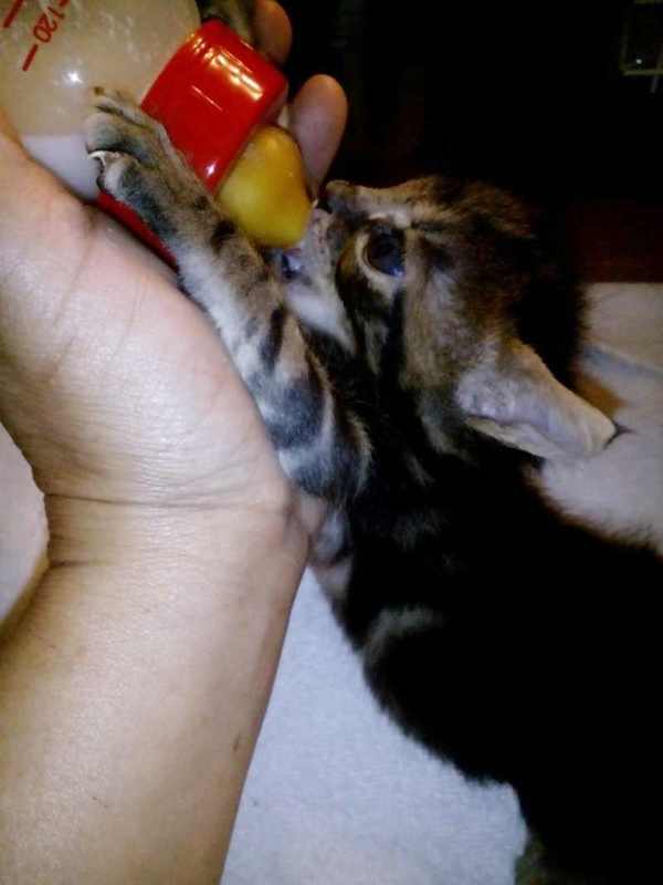 biberon-gato-bebe-leche