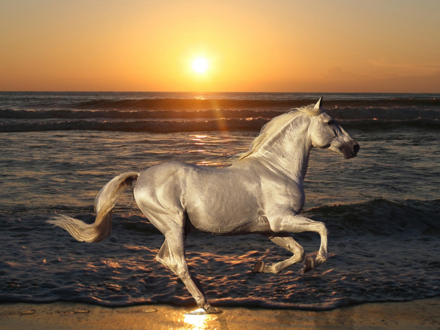 اجمل خيل عربي اصيل في العالم