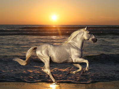 اجمل خيل عربي اصيل في العالم