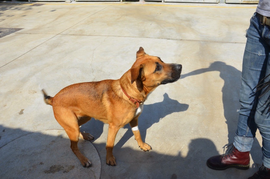 gestromte_hunde — Mein Leben mit Hund