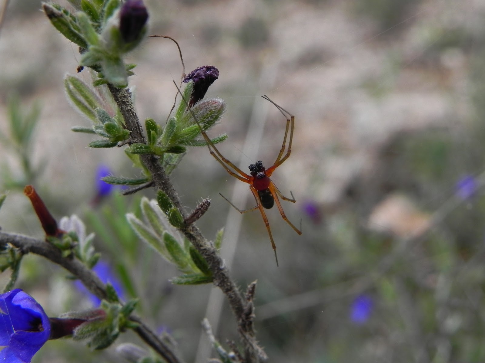 El Saúco - Industrias y andanzas de un naturalista ibérico: Paseo en el ...