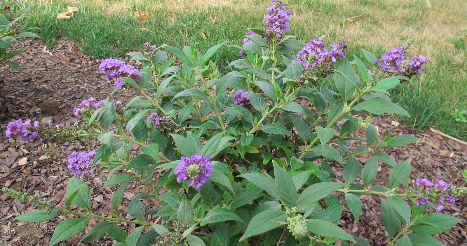 Plant Inventory At 20 Timothy Buddleia Butterfly Bush