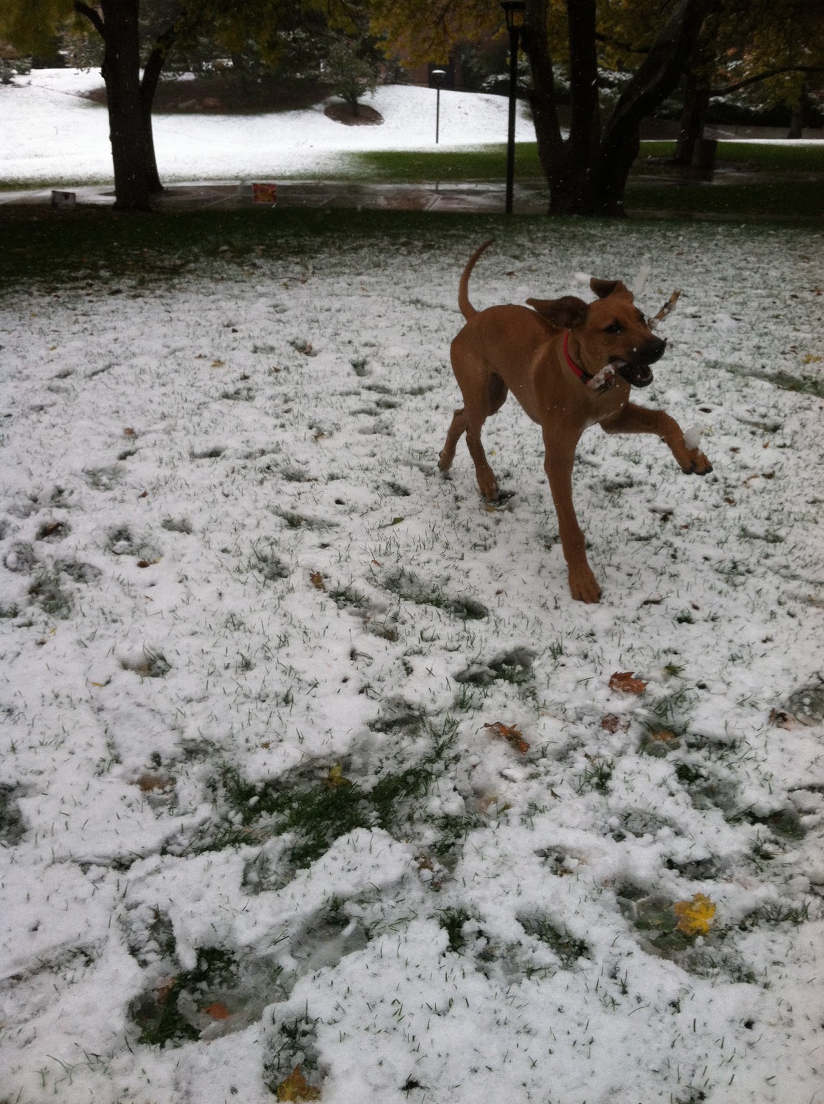 Tails of a Wife: Taco Bean Soup