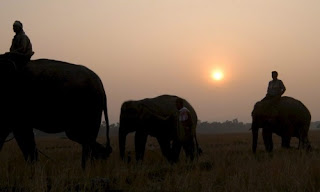 Los elefantes africanos siguen disminuyendo