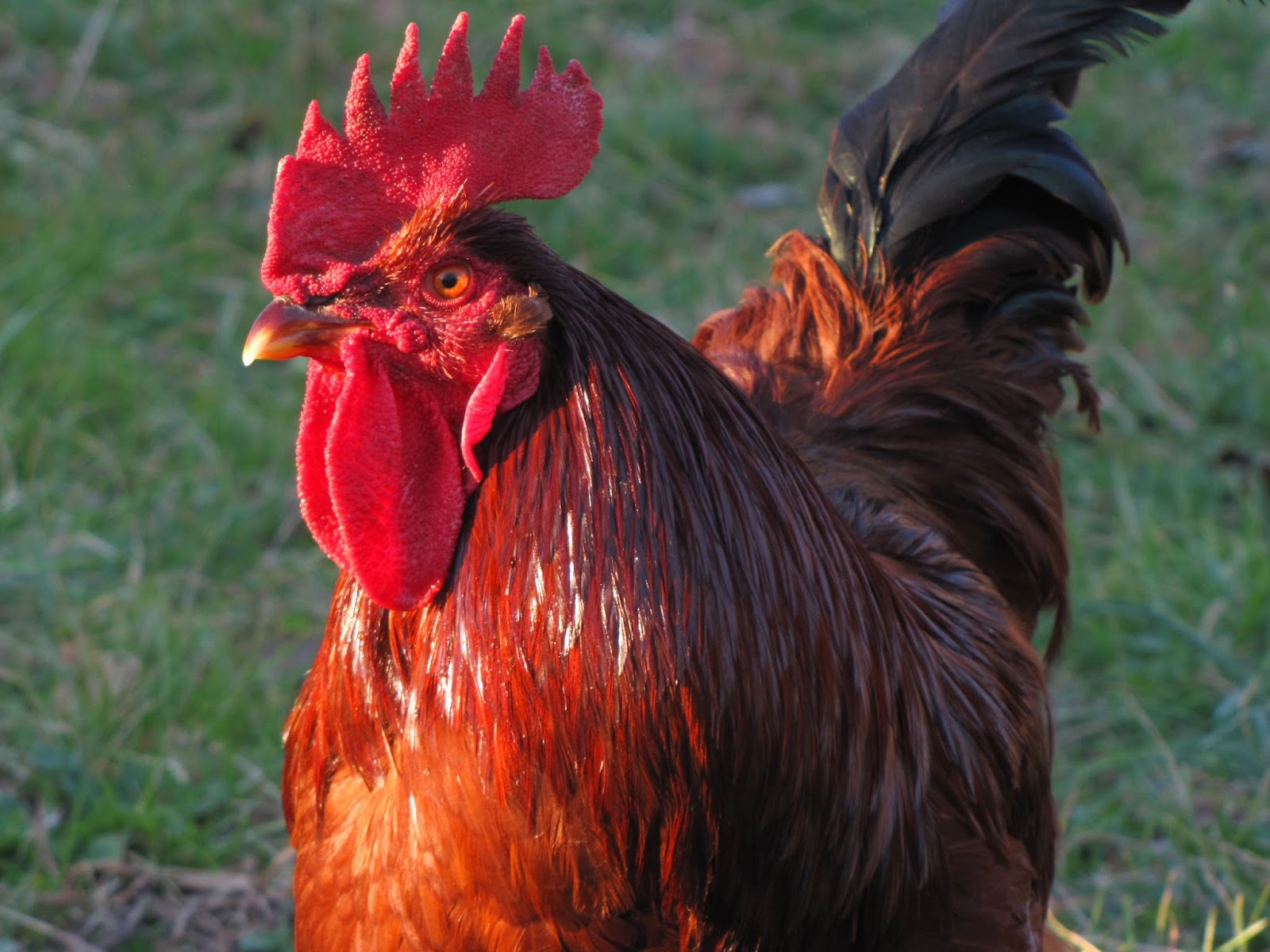 The Backyard Barnyard: Best Chicken Breeds for Preppers
