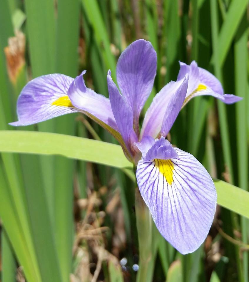 World of Irises US Native Iris A Look at Vernae, Tripetalae
