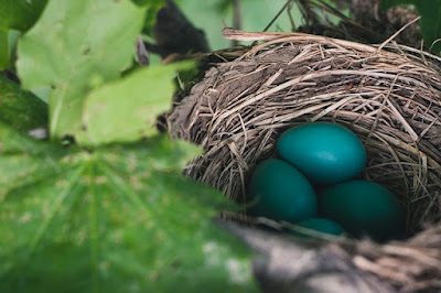 Natural bird nest with three Robin's blue eggs