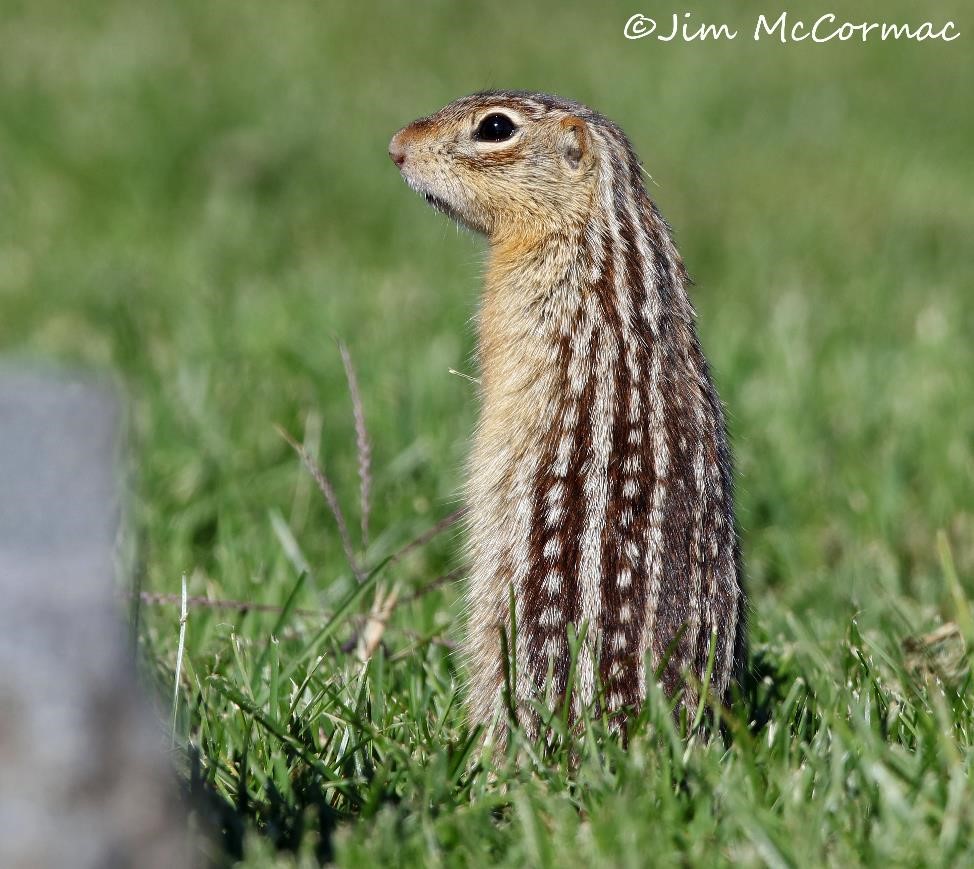 Ohio Birds and Biodiversity: Thirteen-lined Ground Squirrels!