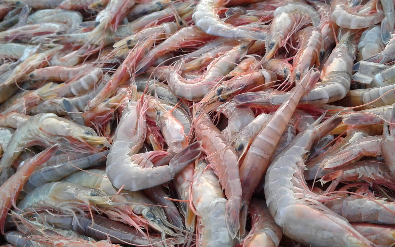 Notes about the Shrimp Exporter Indonesia Indonesia Shrimps Supplier