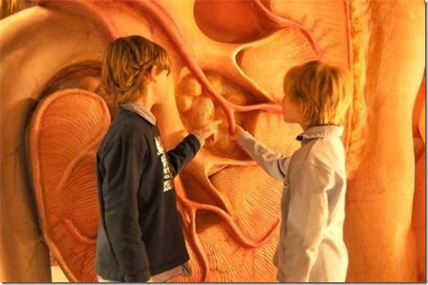 متحف الجسد في هولندا ورحله داخل جسم الانسان 2_thumb%5B3%5D