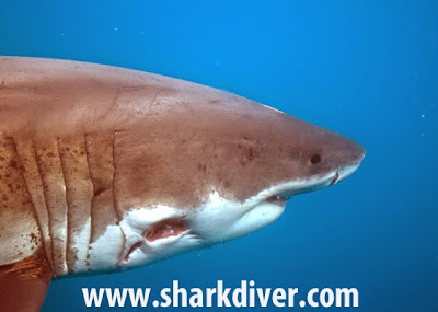 Great White Sharks with bite marks