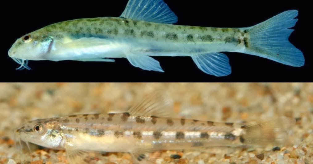 Species 3 Stream Species 3 Stream
