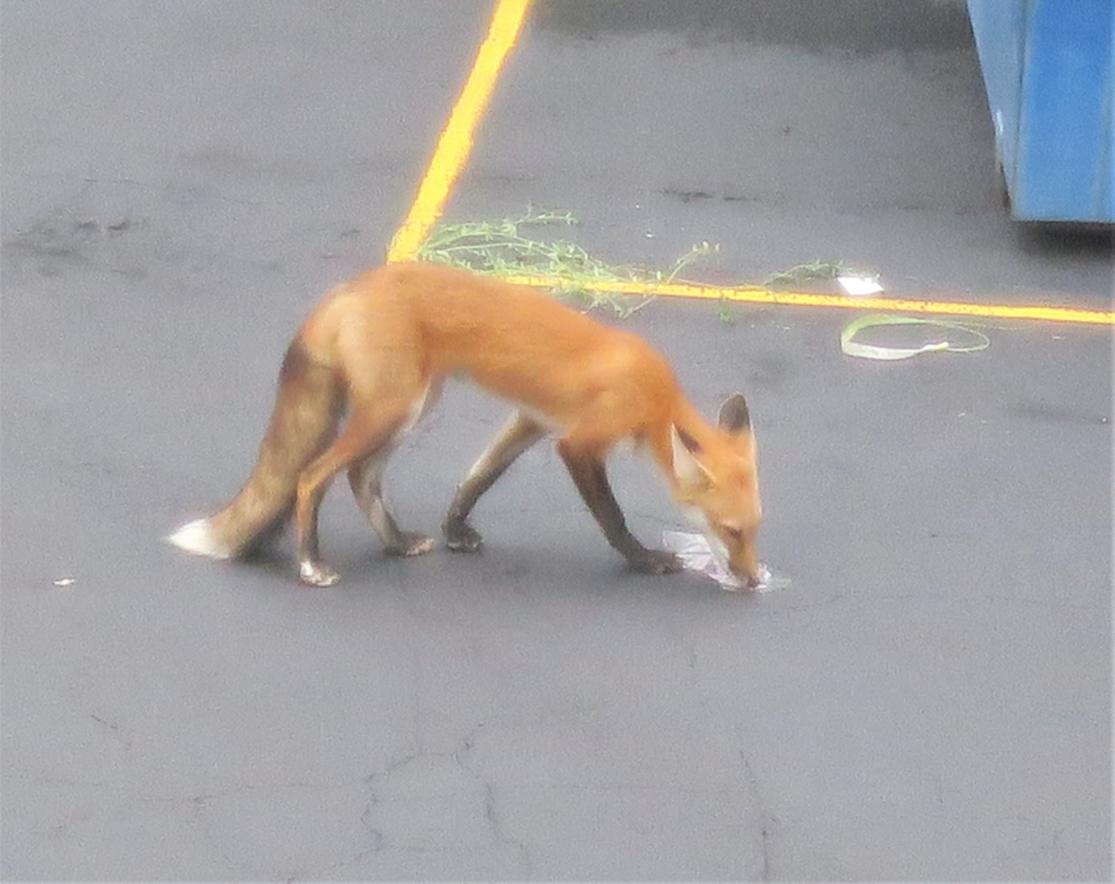 Living Rootless Ferguson Backyard Fox