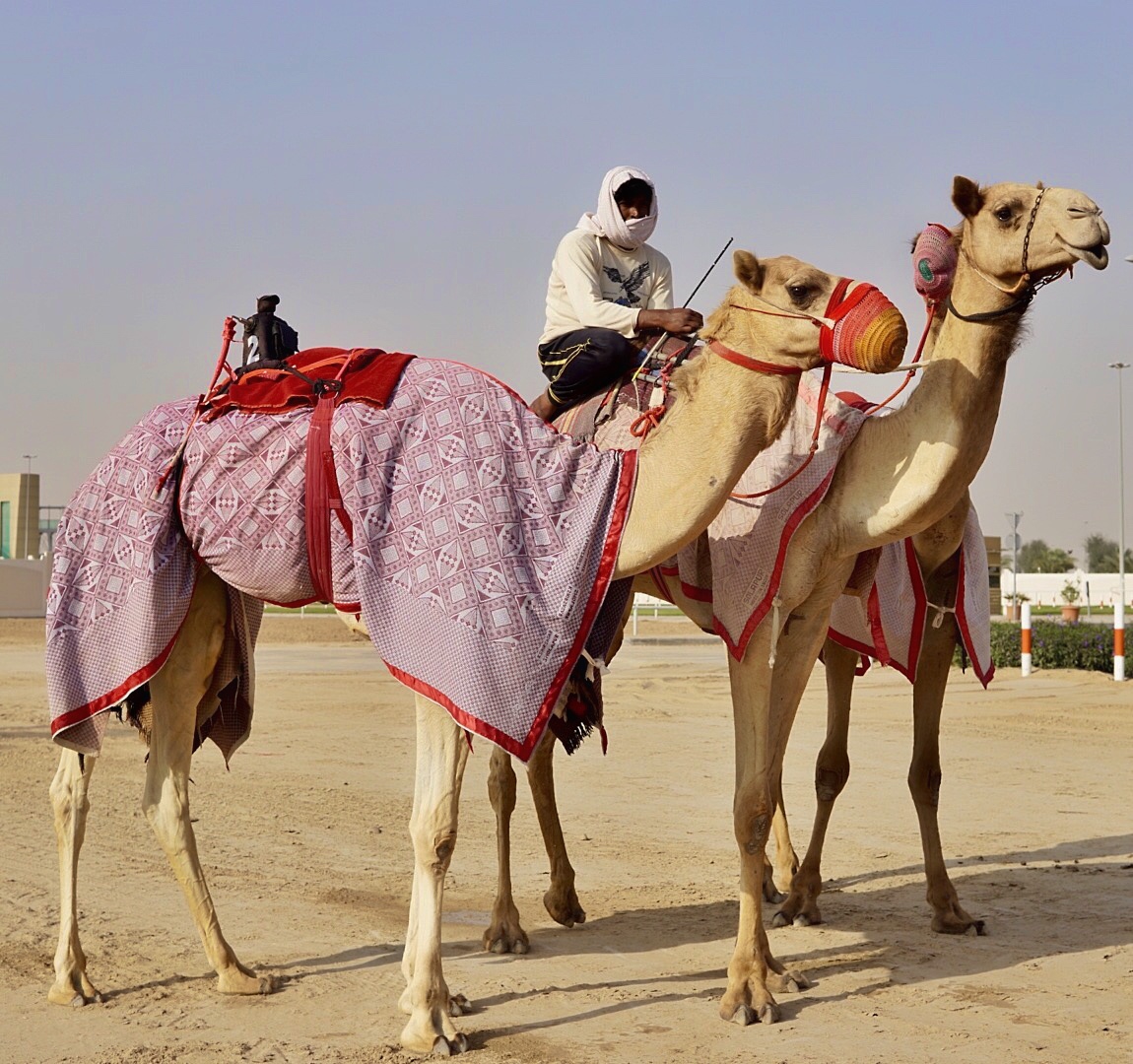 оаэ презентация. бедуины в оаэ. объединенные арабские эмираты (оаэ). верблюды в абу даби. оаэ пальма джумейра.