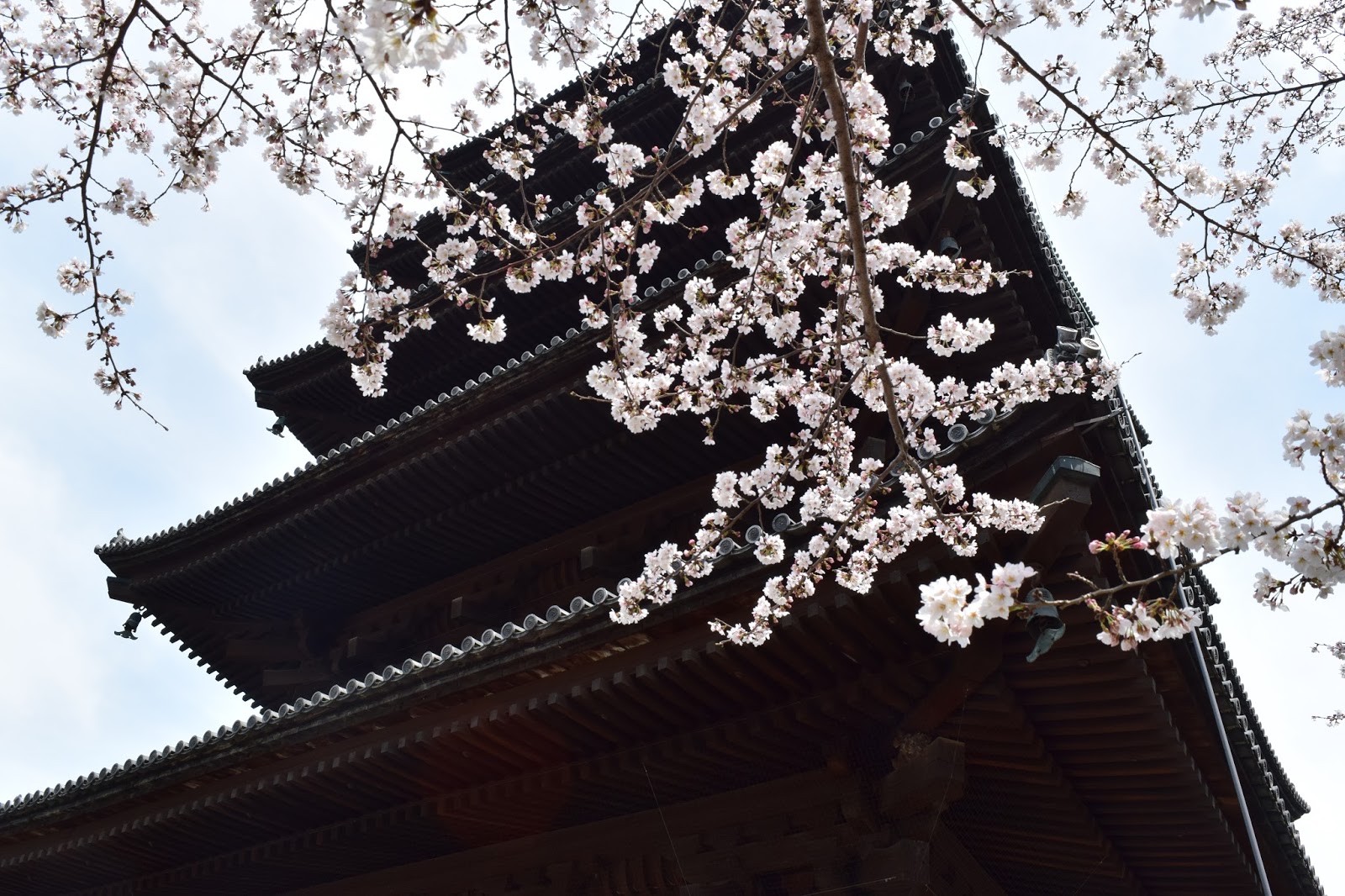 Toji pagoda Sakura 