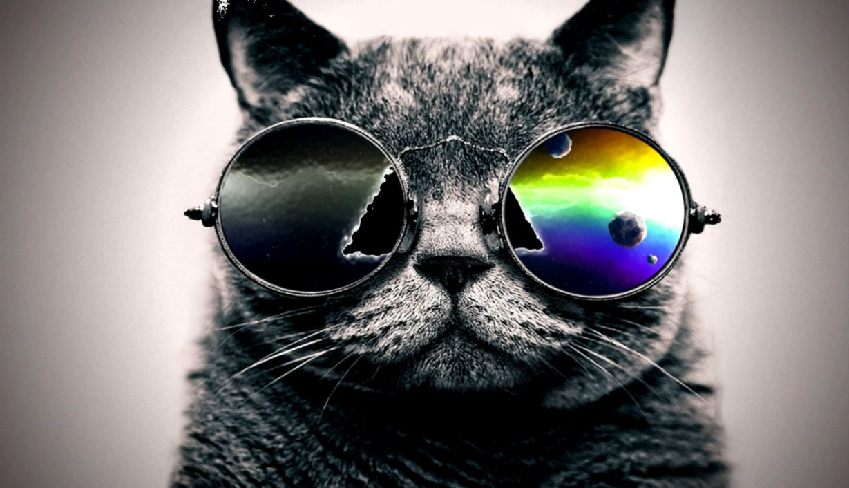 Cat Glasses Wallpaper Hd | Best image Background