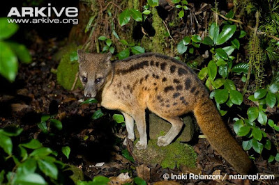 striped civet