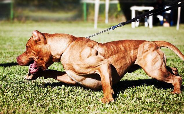 pitbull dog muscle building