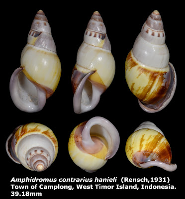 Amphidromus contrarius hanieli 39.18mm