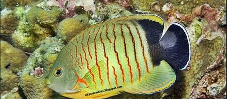 Jenis Ikan Hias Air Laut Red Stripe Angelfish