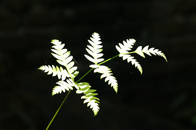  Shot in Aperture Priority mode first shot normal exposure Aperture 5.6 , Shutter Speed 100