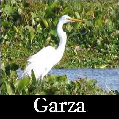 Imágenes garzas | Imágenes Bonitas En General