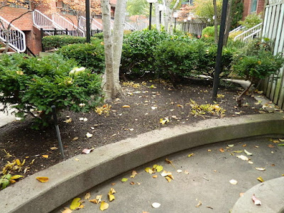 Garden District Courtyard Toronto Fall Cleanup After by Paul Jung Gardening Services--a Toronto Gardening Services Company Garden District Courtyard Toronto Fall Cleanup After by Paul Jung Gardening Services--a Toronto Gardening Services Company