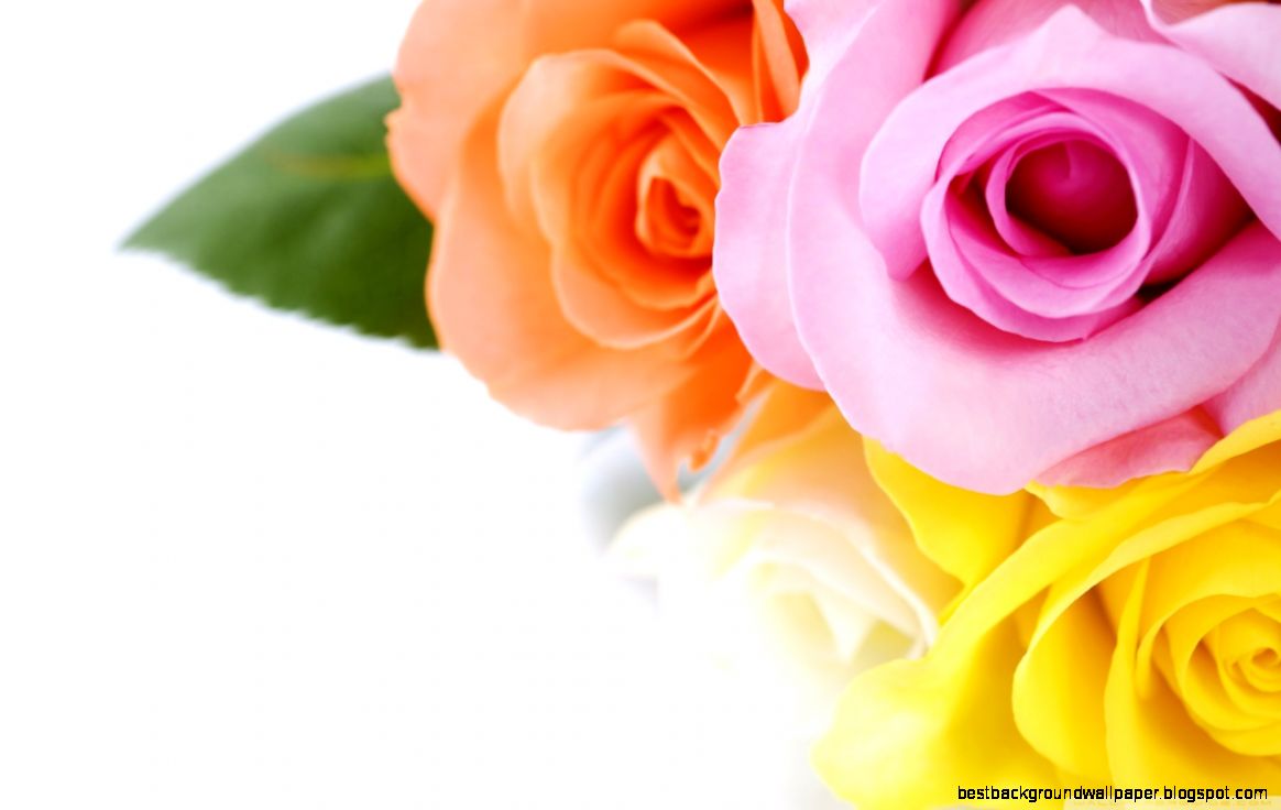 Different Colours Roses HD desktop wallpaper  High Definition
