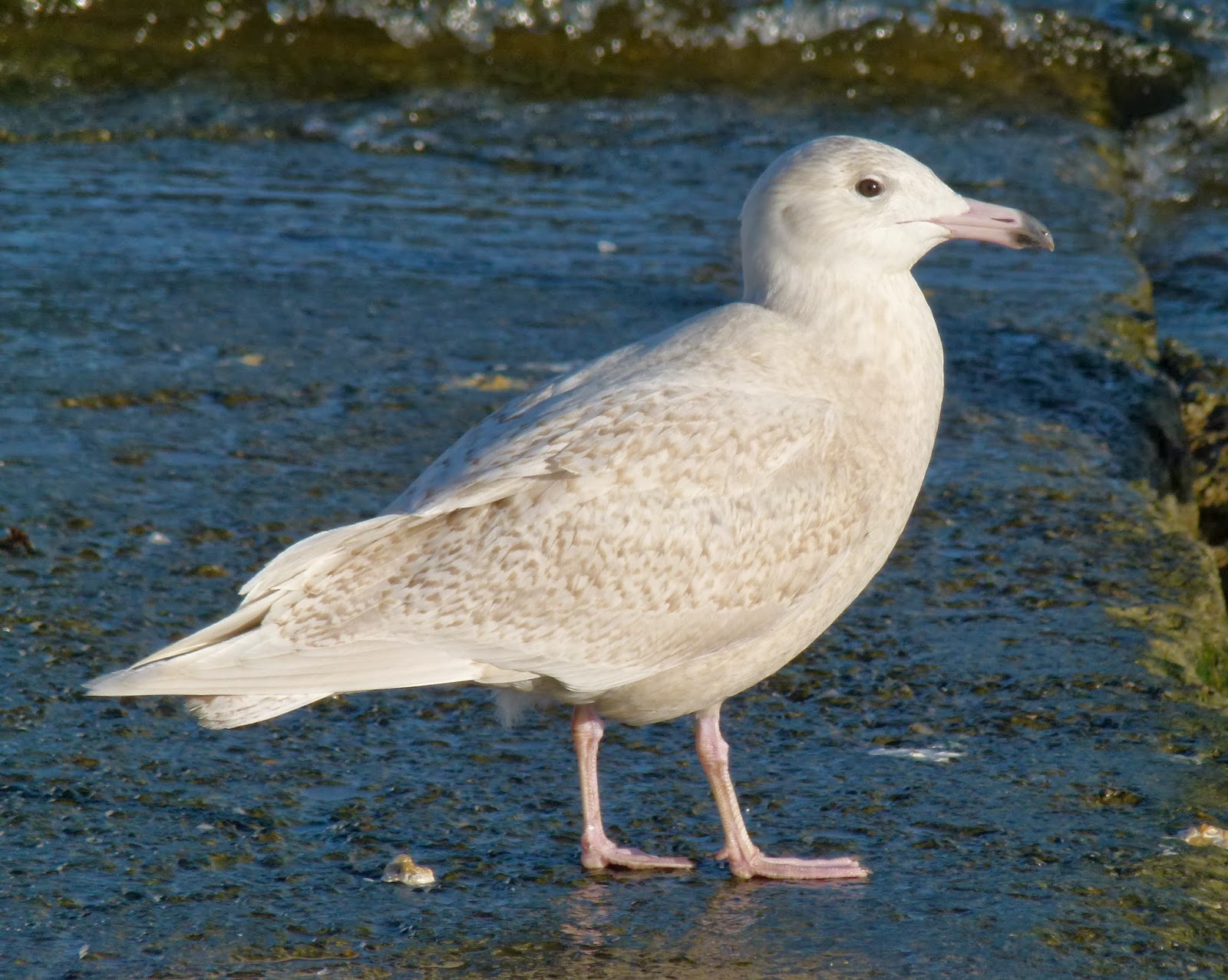 TT's Birding Blog More Gulls