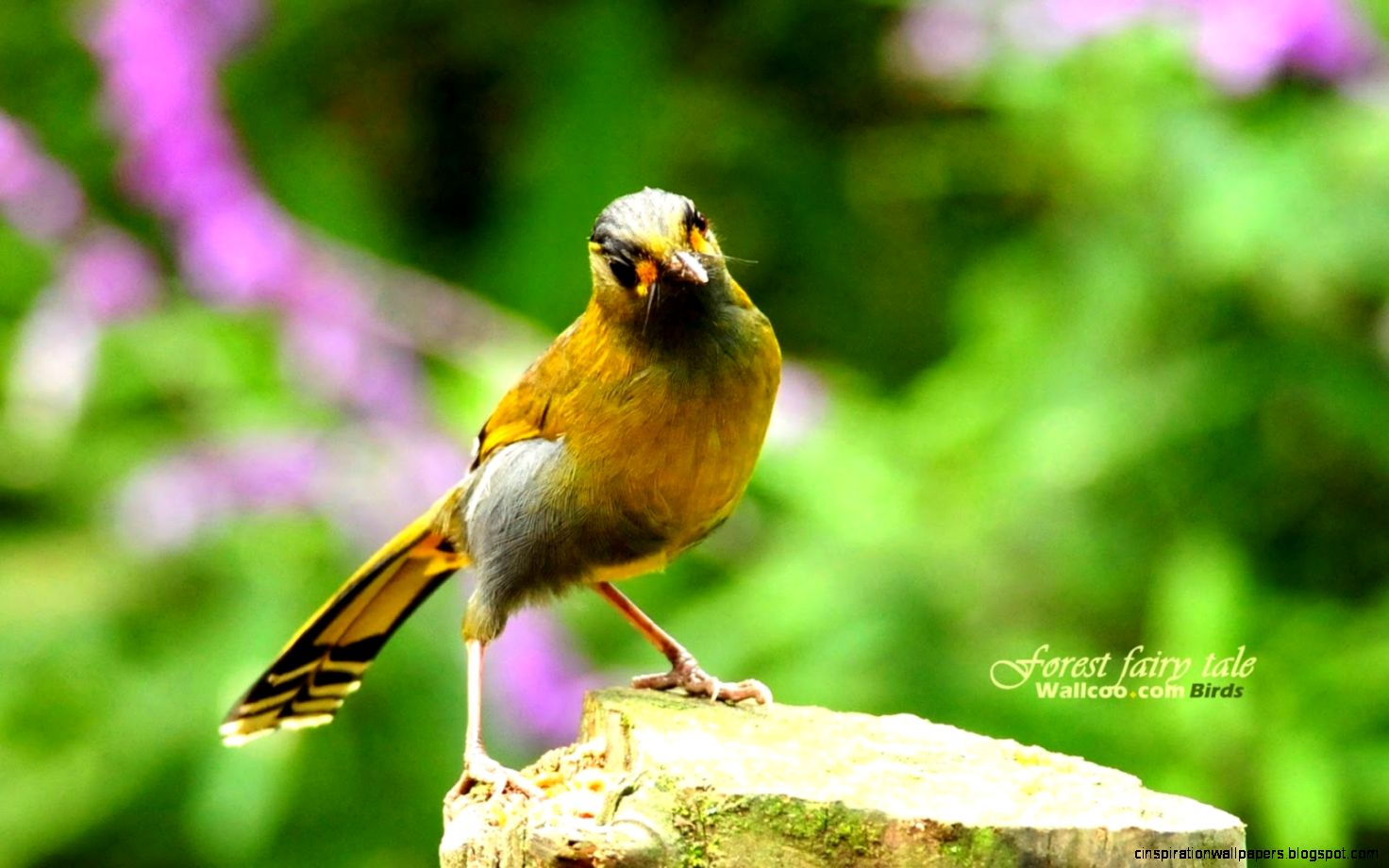 Desktop Animals Birds