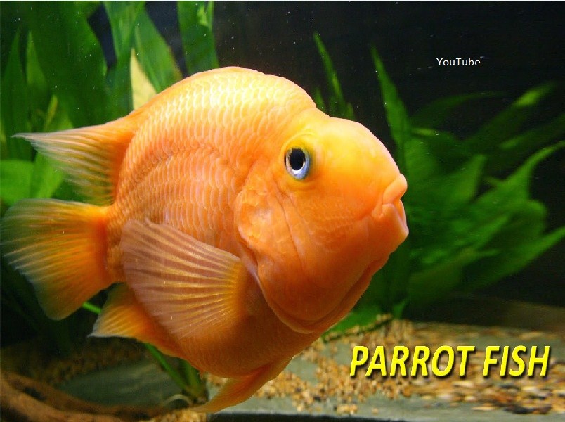 Ikan Red Parrot Cara Merawat dan Harganya Sekarang Ini Ikan Red Parrot Cara Merawat dan Harganya Sekarang Ini