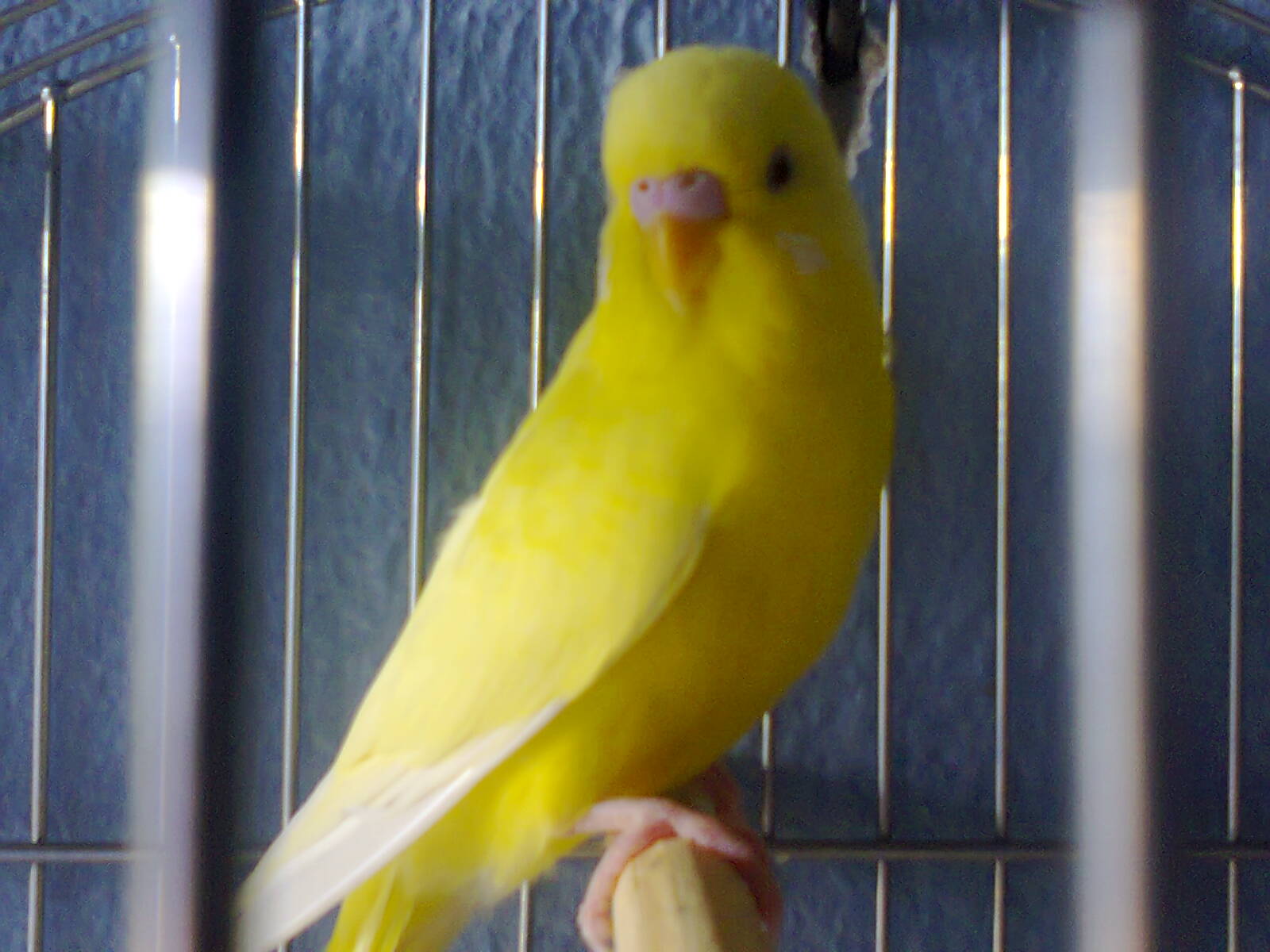 Periquito My Life: Variedade Ino.