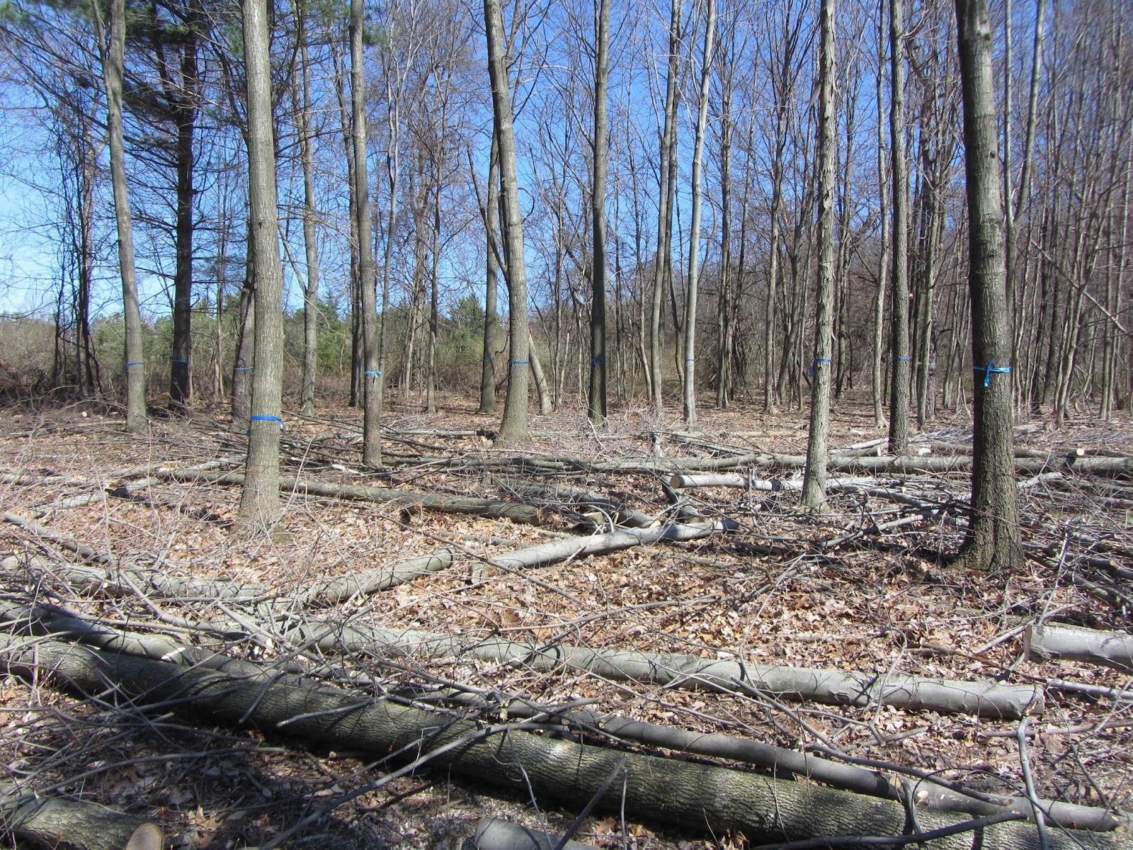 Central Pennsylvania Forestry Creating Healthy Woods and Improved Deer