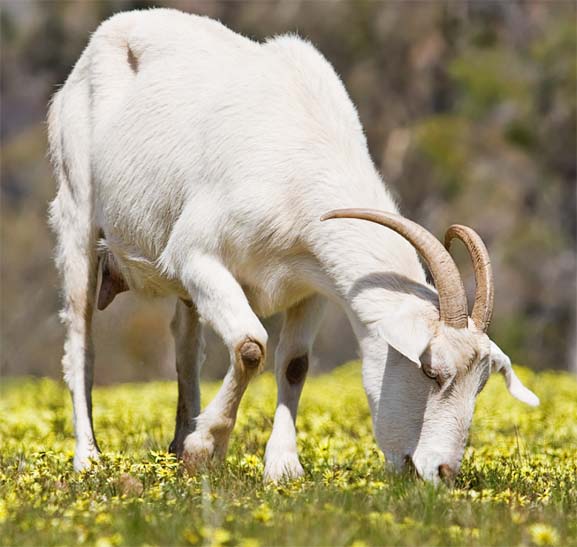 goat feeding, how to feed goats, feeding goats
