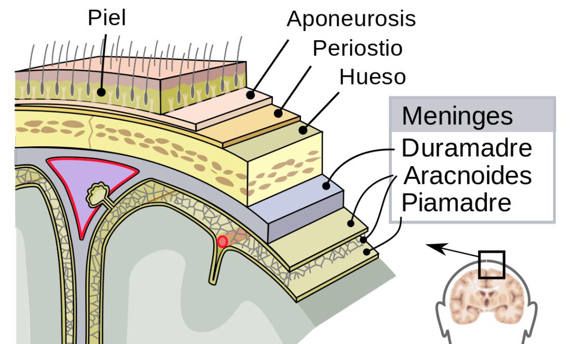 Las meninges, protección del sistema nervioso - Biología