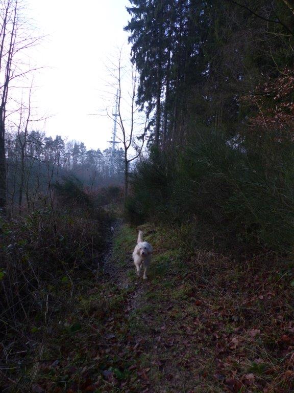 Informationen Uber Wohnungsbetrug Informations About Rental Scam