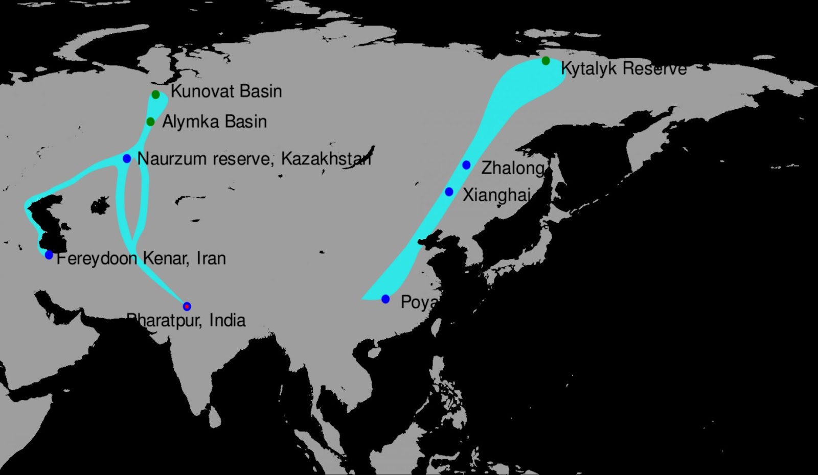 Siberian Crane Migration Route